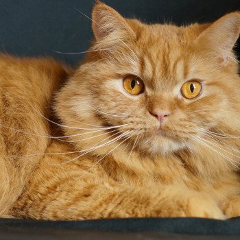 chat British Longhair red O'Malley Chatterie de Mirkwood