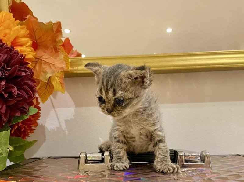 Aoki de Mirkwood Mâle Selkirk Rex