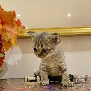 chaton Selkirk Rex brown mackerel tabby Aoki Chatterie de Mirkwood