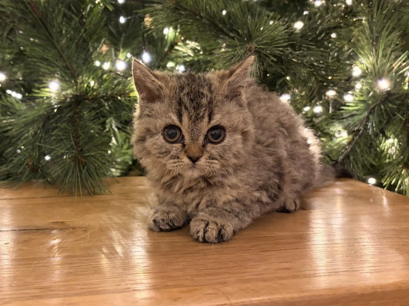 Aoki de Mirkwood Mâle Selkirk Rex