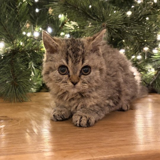 Aoki de Mirkwood Mâle Selkirk Rex