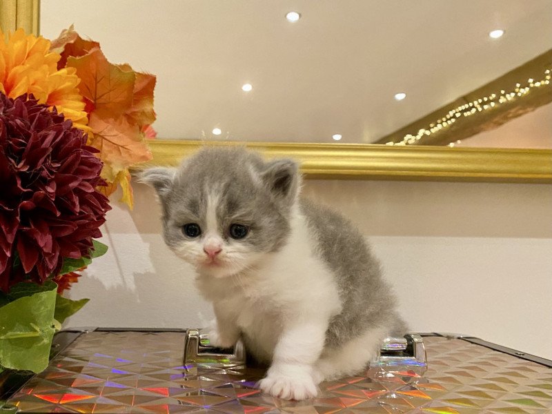 Avicii de Mirkwood Mâle Selkirk Straight