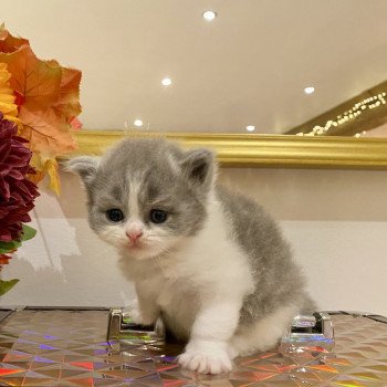 chaton Selkirk Rex blue bicolor Avicii Chatterie de Mirkwood