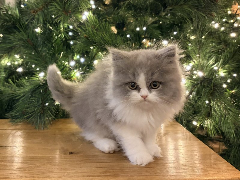 Avicii de Mirkwood Mâle Selkirk Straight