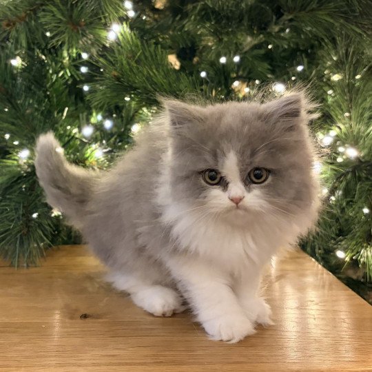 Avicii de Mirkwood Mâle Selkirk Straight