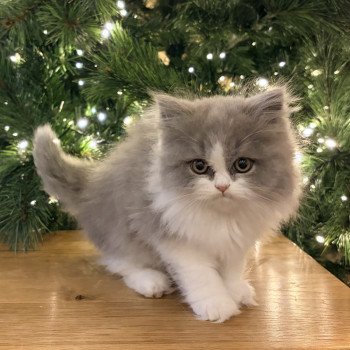 chaton Selkirk Straight blue bicolor Avicii Chatterie de Mirkwood