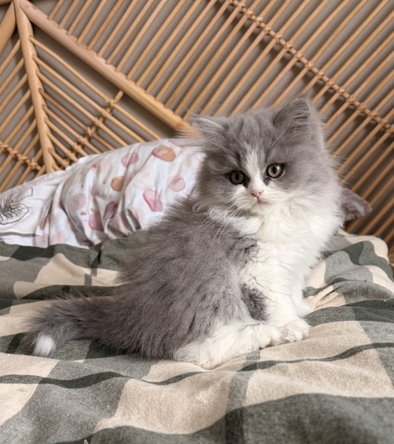 Avicii de Mirkwood Mâle Selkirk Straight