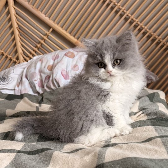 Avicii de Mirkwood Mâle Selkirk Straight