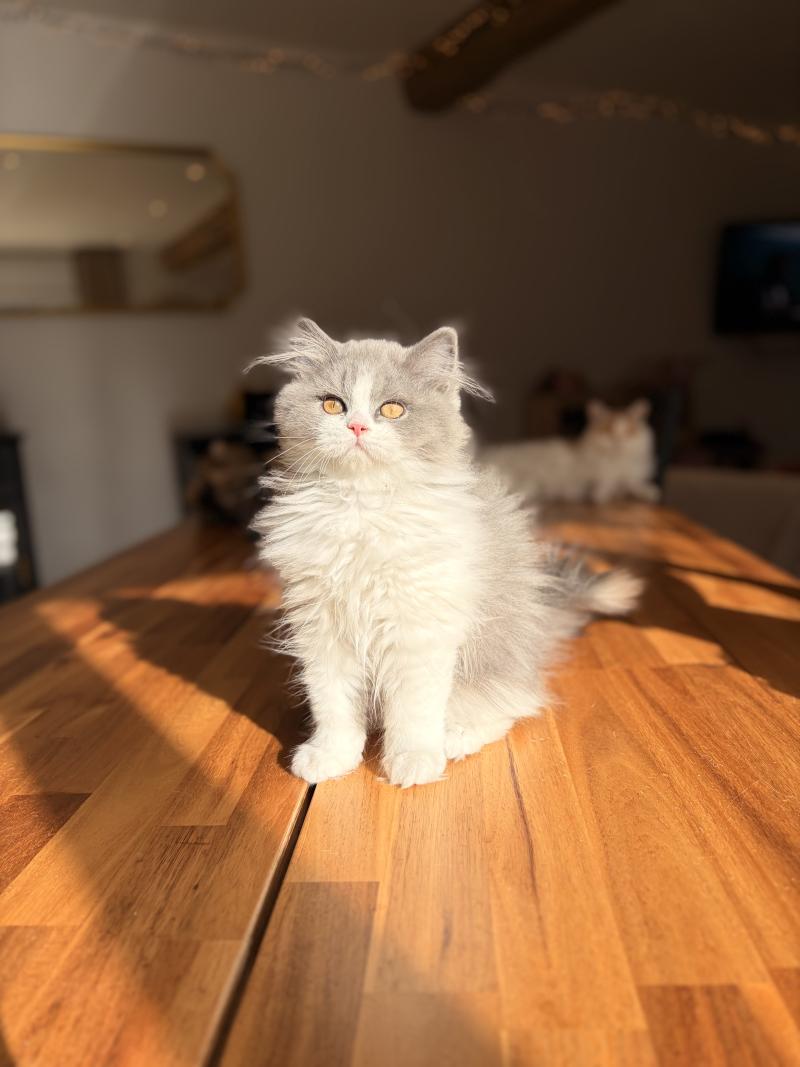 Avicii de Mirkwood Mâle Selkirk Straight