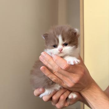 chaton Selkirk Rex cinnamon bicolor Blair Waldorf Chatterie de Mirkwood