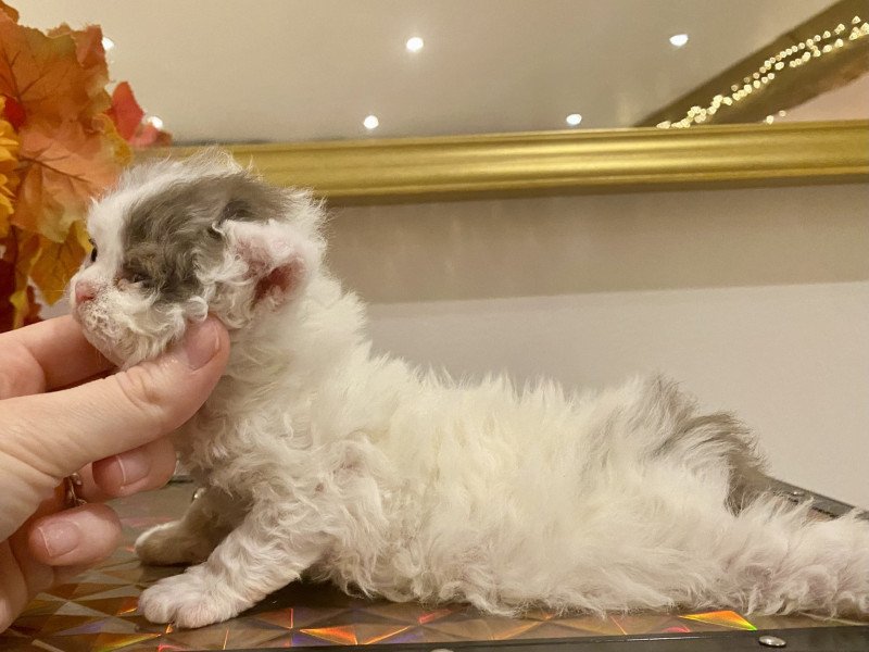 Anastasia de Mirkwood Femelle Selkirk Rex Longhair