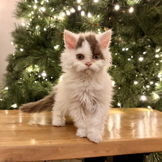 Anastasia de Mirkwood Femelle Selkirk Rex Longhair