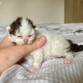 chaton Selkirk Rex Longhair black & blanc arlequin Andúril Chatterie de Mirkwood
