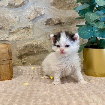 chaton Selkirk Rex Longhair black & blanc arlequin Andúril Chatterie de Mirkwood