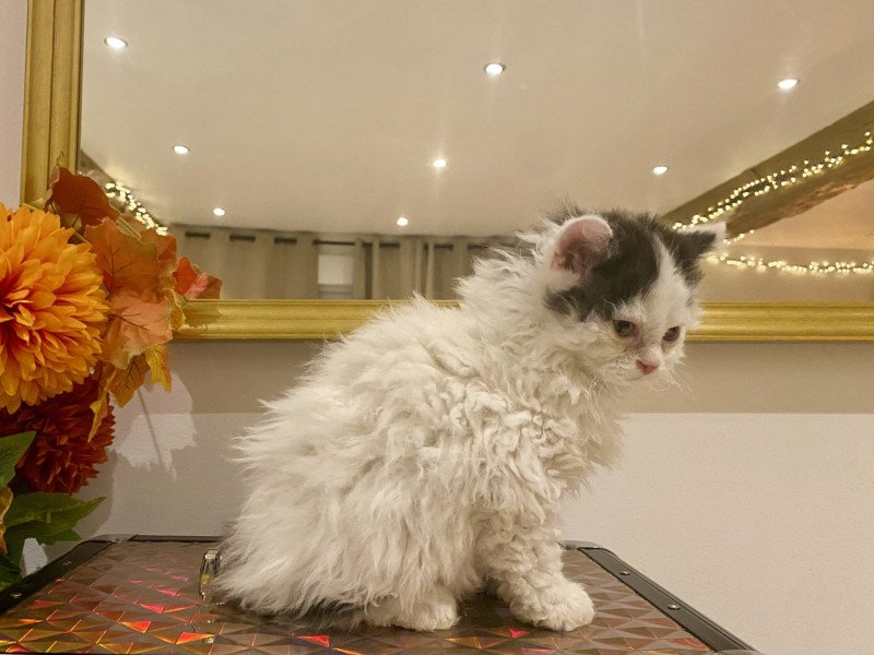 Andúril de Mirkwood Mâle Selkirk Rex Longhair