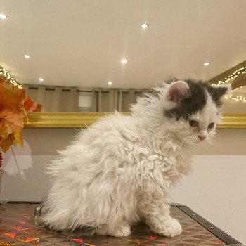 chaton Selkirk Rex Longhair black & blanc arlequin Andúril Chatterie de Mirkwood