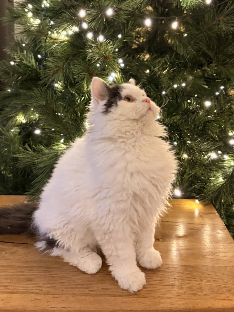 Andúril de Mirkwood Mâle Selkirk Rex Longhair