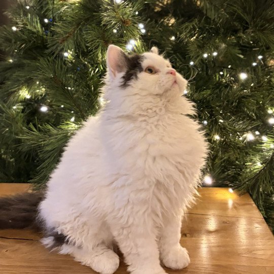 Andúril de Mirkwood Mâle Selkirk Rex Longhair