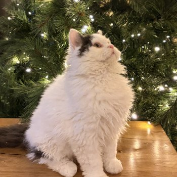 chaton Selkirk Rex Longhair black & blanc arlequin Andúril Chatterie de Mirkwood