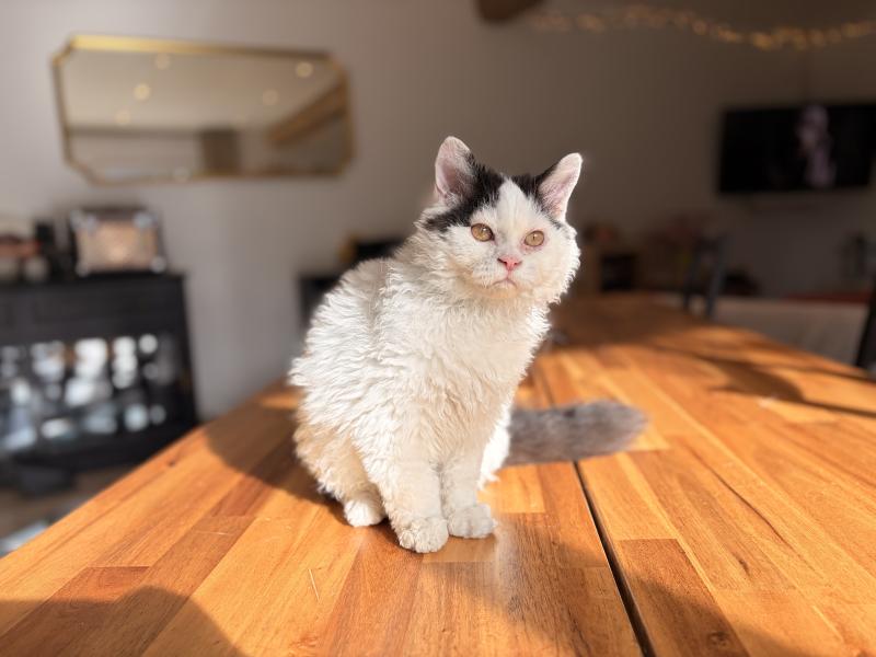 Andúril de Mirkwood Mâle Selkirk Rex Longhair