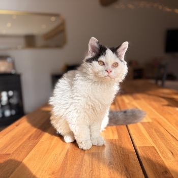 chaton Selkirk Rex Longhair black & blanc arlequin Andúril Chatterie de Mirkwood