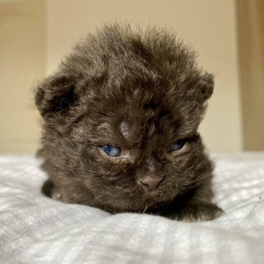 Aragorn de Mirkwood Mâle Selkirk Rex Longhair