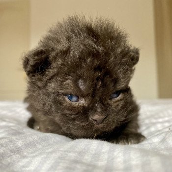chaton Selkirk Rex Longhair black Aragorn Chatterie de Mirkwood