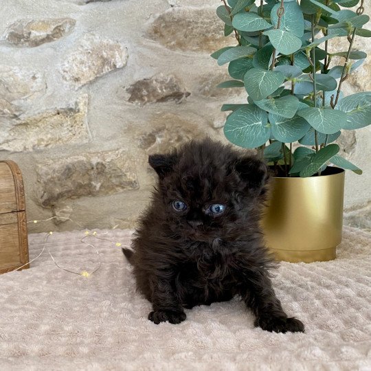 Aragorn de Mirkwood Mâle Selkirk Rex Longhair