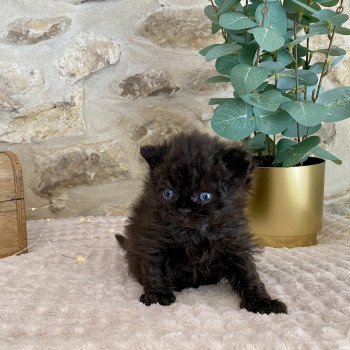 chaton Selkirk Rex Longhair black Aragorn Chatterie de Mirkwood