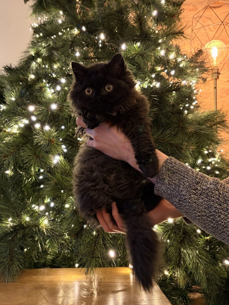 Aragorn de Mirkwood Mâle Selkirk Rex Longhair