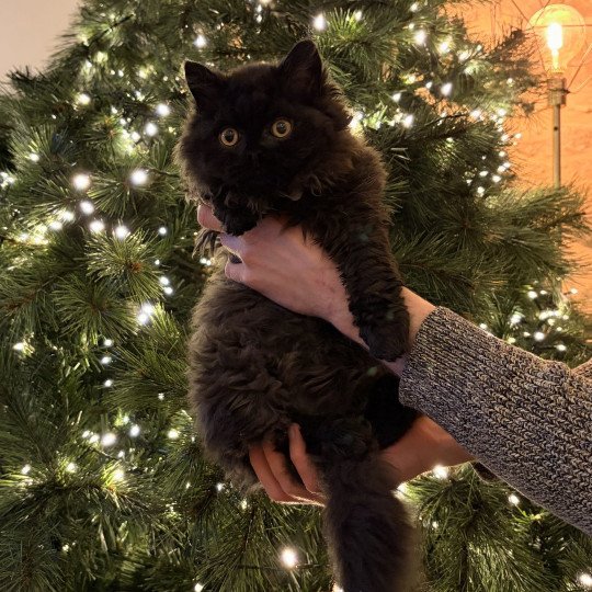 Aragorn de Mirkwood Mâle Selkirk Rex Longhair