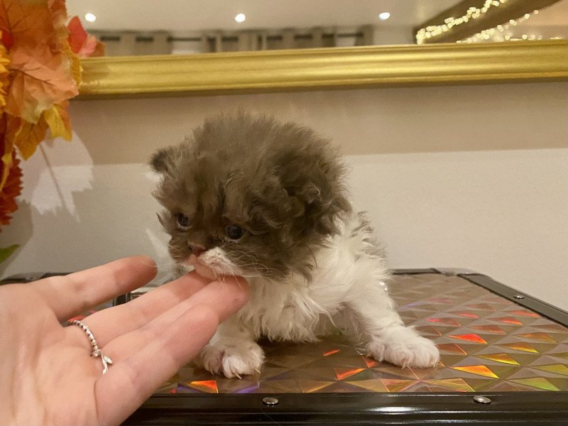 Arwen de Mirkwood Femelle Selkirk Rex Longhair