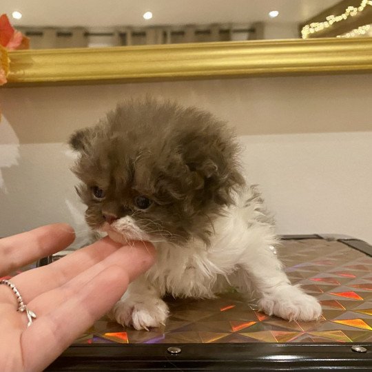 Arwen de Mirkwood Femelle Selkirk Rex Longhair