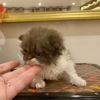 chaton Selkirk Rex Longhair chocolate bicolor Arwen Chatterie de Mirkwood