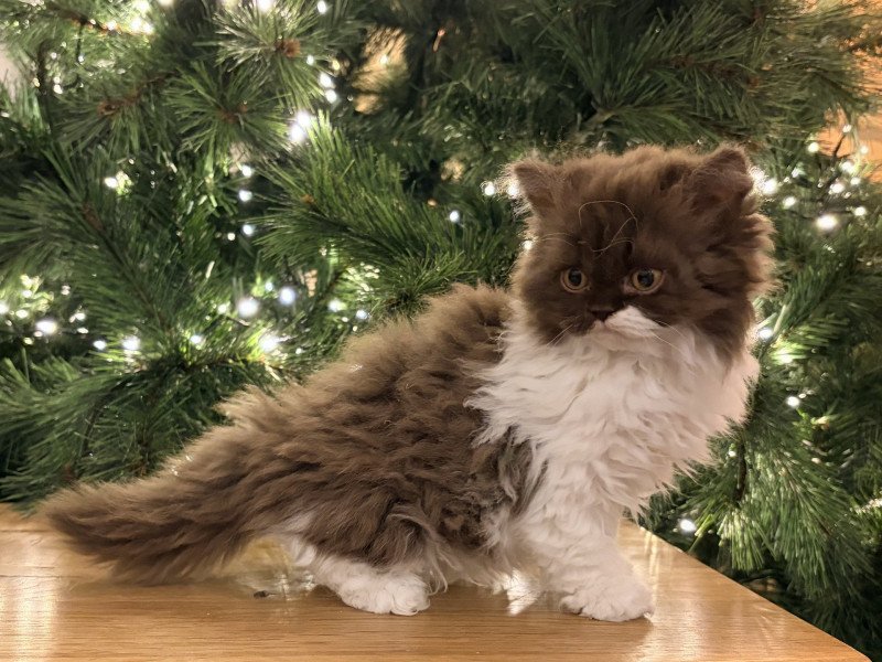 Arwen de Mirkwood Femelle Selkirk Rex Longhair