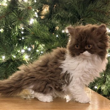 chaton Selkirk Rex Longhair chocolate bicolor Arwen Chatterie de Mirkwood