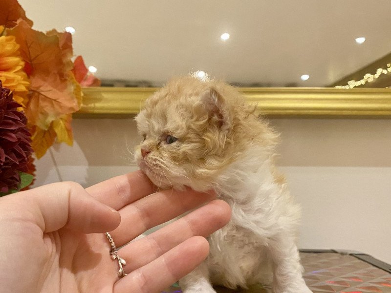 Aslan de Mirkwood Mâle Selkirk Rex Longhair