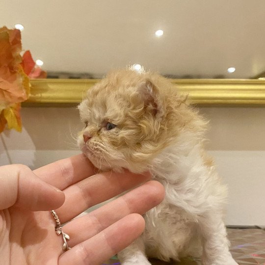 Aslan de Mirkwood Mâle Selkirk Rex Longhair