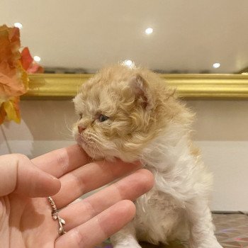 chaton Selkirk Rex Longhair red bicolor Aslan Chatterie de Mirkwood