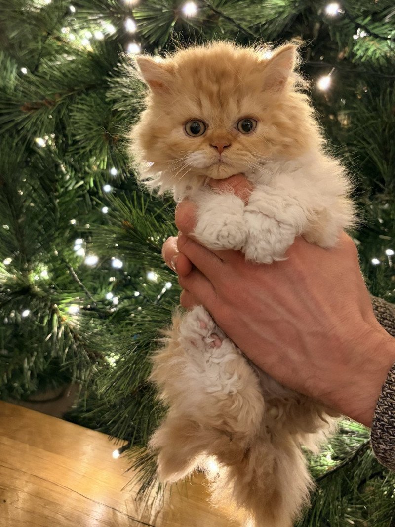 Aslan de Mirkwood Mâle Selkirk Rex Longhair