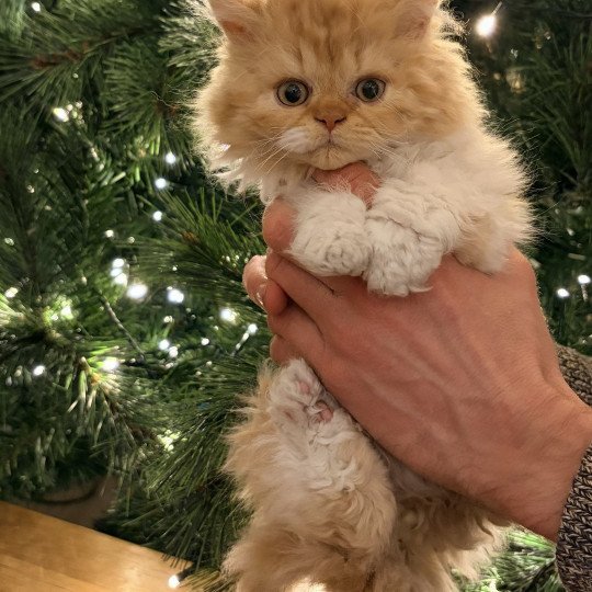 Aslan de Mirkwood Mâle Selkirk Rex Longhair