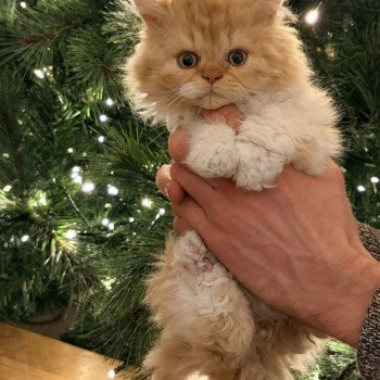 chaton Selkirk Rex Longhair red bicolor Aslan Chatterie de Mirkwood