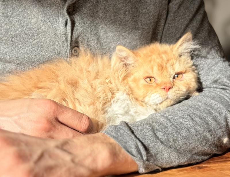 Aslan de Mirkwood Mâle Selkirk Rex Longhair