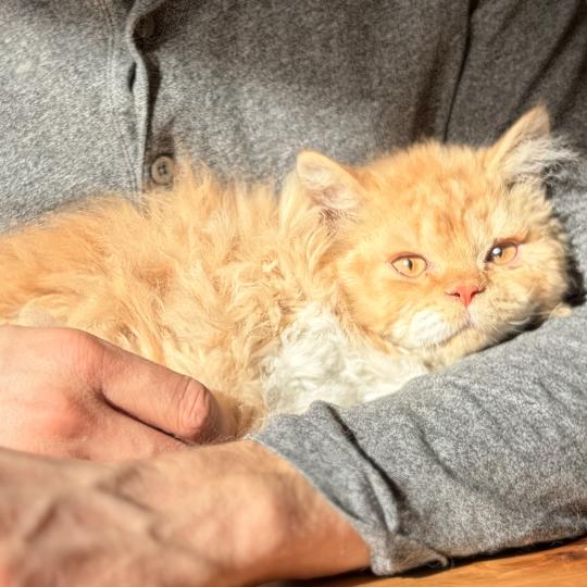 Aslan de Mirkwood Mâle Selkirk Rex Longhair