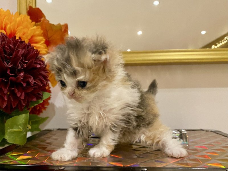 Aura de Mirkwood Femelle Selkirk Rex Longhair