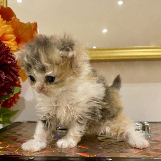 Aura de Mirkwood Femelle Selkirk Rex Longhair