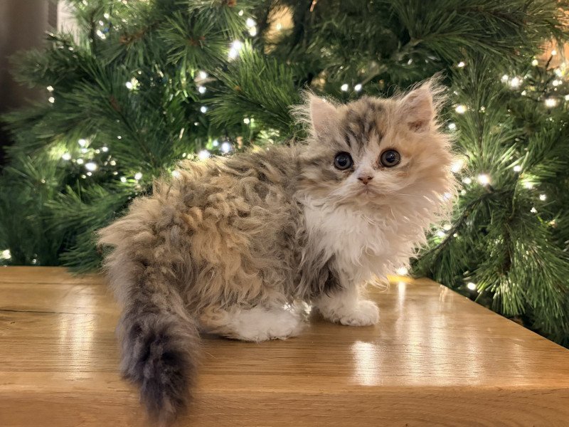 Aura de Mirkwood Femelle Selkirk Rex Longhair