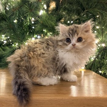 chaton Selkirk Rex Longhair black tortie & blanc Aura Chatterie de Mirkwood