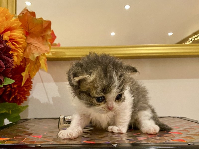 Axwell de Mirkwood Mâle Selkirk Rex Longhair