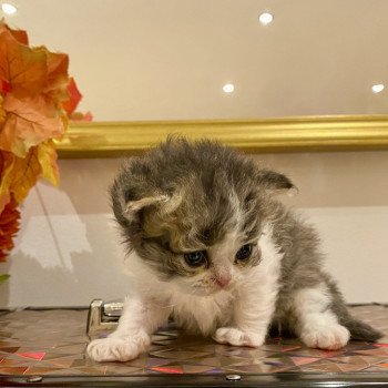 chaton Selkirk Rex Longhair brown mackerel tabby bicolor Axwell Chatterie de Mirkwood